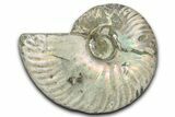 Silver Iridescent Ammonite (Cleoniceras) Fossil - Madagascar #346725-1